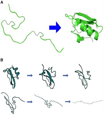 A lightweight visualization tool for protein unfolding by collision detection and elimination